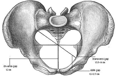Conjugata Diagonalis: Promontorium ile symphys pubisin en alt noktası arasındaki çaptır. Nomalde kadınlarda 12,5-13 cm dir(4). Muayene sırasında ölçülebilir olması en önemli özelliğidir (57,4,50,6).