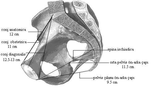 sakral vertebraların birleşme kenarları arasında uzanır, düzensiz bir ovoid şekilde olup ön-arka çapı 13,5 cm, transvers çapı ise 12,5 cm kadardır, obstetrik önemi yoktur(7).