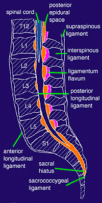 Spinal kord foramen magnumdan başlar Spinal kord Yenidoğanda L3 hizasında Erişkinde L1-2 diski hizası BOS: