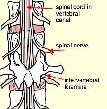 31 çift spinal sinir 8 çift servikal 12 çift torakal 5 çift lumbal ve