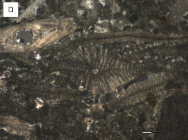 E) Heterostegina sp., (C 7).