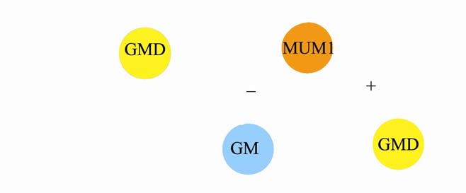 Bu ayrım yapılırken esas olarak bcl-6, CD10, MUM-1 (IRF4) ekspresyonu dikkate alınmaktadır (şekil 2). Germinal merkez profili; CD10(+) veya CD10(-), bcl-6(+), MUM1(-) olarak tanımlanmıştır.