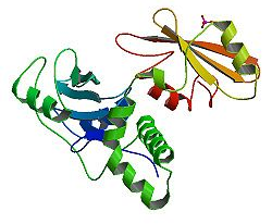 ZAP-70 (Zeta-chain (TCR)-associated protein kinase 70): Moleküler ağırlığı 70 kilodalton (kda) olan, tirozin kinaz ailesinden bir proteindir (şekil 3).