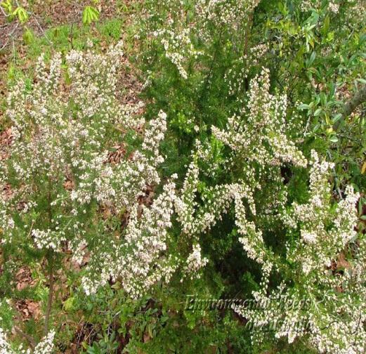 Epilobium angustifolium L.