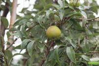 Pyrus elaeagnifolia PALLAS subsp.