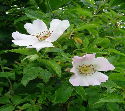 Rosa canina L.