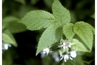 Rubus canescens DC.