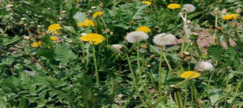 Tamarix smyrnensis BUNGE Ilgın Nisan-Ağustos Minör Minör Adana, Adıyaman, Ankara, Antalya, Artvin, Bilecik, Çankırı, Çorum, Diyarbakır, Edirne, Gümüşhane,