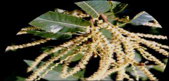 Castanea sativa MILLER Kestane Haziran-Temmuz Dominant Dominant Artvin,