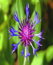 Centaurea triumfettii ALL.