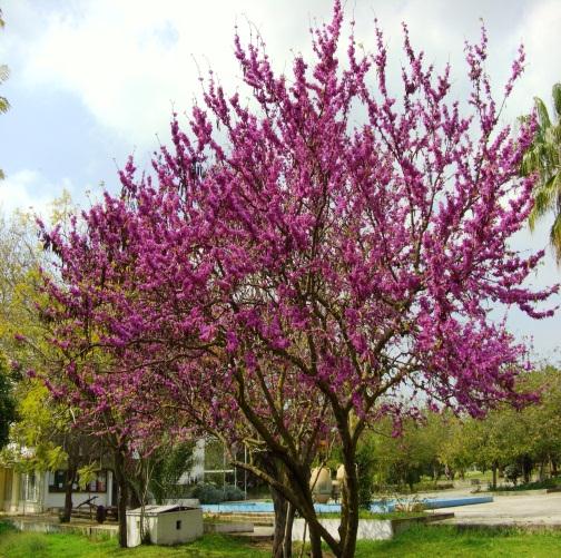 Cercis siliquastrum L.