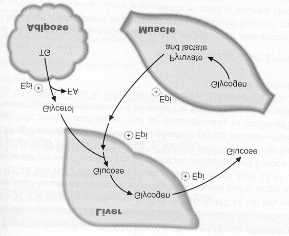 Katekolaminler, glukagon gibi etki göstererek yağ asidleri ve