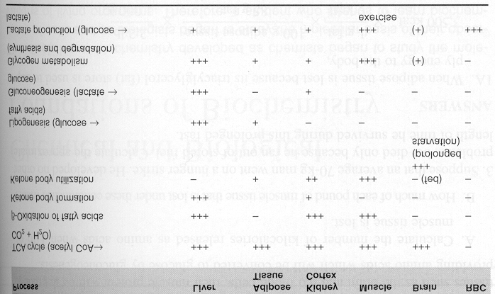 Çeşitli dokuların metabolik kapasiteleri şu şekilde özetlenebilir: Çeşitli hücre veya organ metabolizmaları Bağırsak mukoza hücresi metabolizması Rezorpsiyon fazında: Besin nişastası veya glikojenin