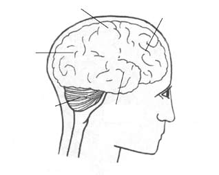 yan lob ön lob arka baş lob beyincik temporal lob Nöbetler ve epilepsi bazen, beynin nöbet aktivitesinin başladığı lob ya da bölümüne bağlı olarak adlandırılmaktadır.