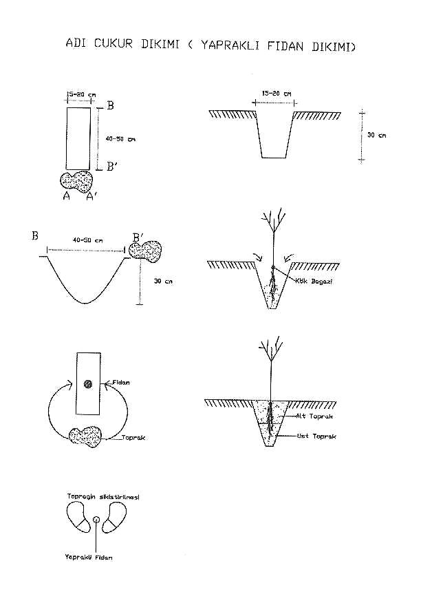 Adi Çukur Dikimi: Çıplak köklü yapraklı fidanlar ile tüplü fidanların dikimlerinde kullanılır.