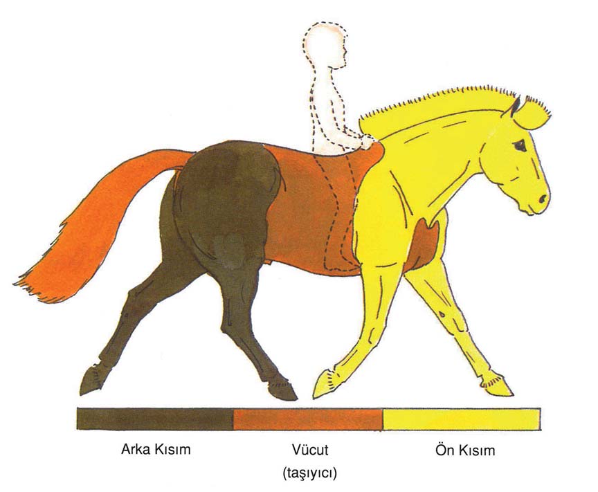1 ATIN VEYA PONY NİN BAŞLICA DIŞ BÖLÜMLERİ Atınızın dış bölümlerinin tamamı üç ana bölüme ayrılır.
