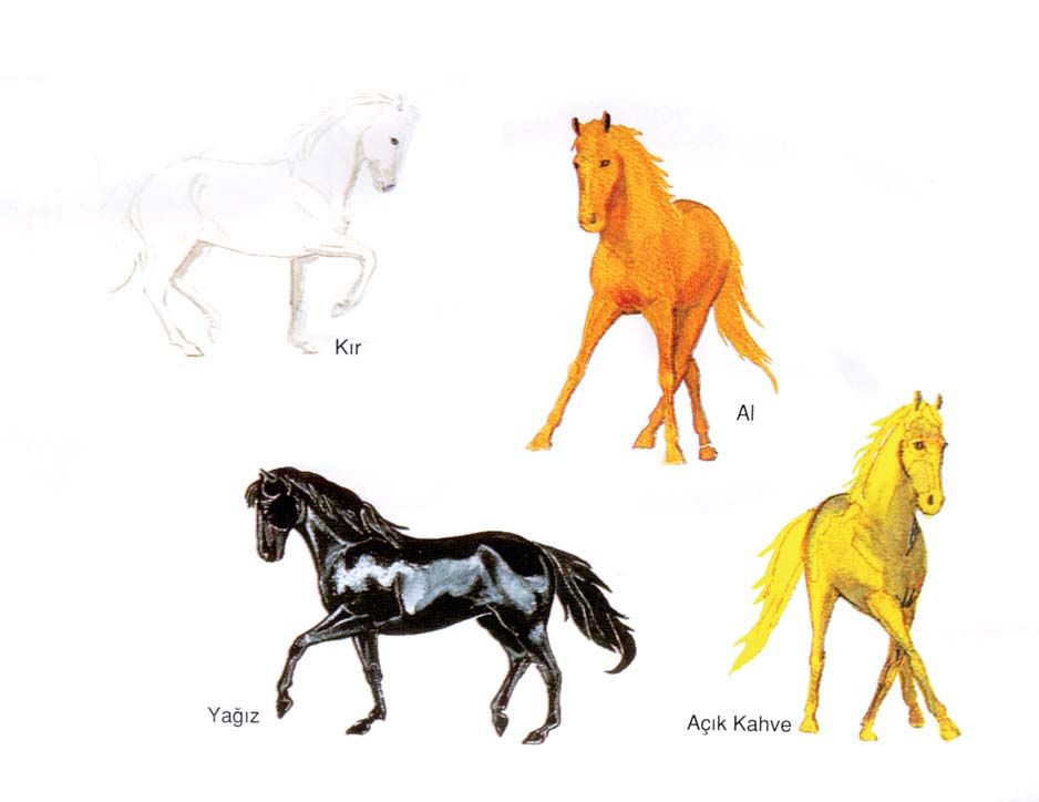 1 ATIN DONLARI (RENKLERİ) Atın donları, vücut, yele ve kuyruğundaki tüy ve kılların renkleridir ve atınızı bu renklerden tanıyabilirsiniz. On iki çeşit renk (don) vardır.