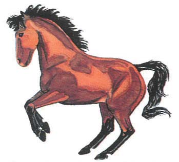 1 Çift Renkli Atlar Çift renkli atların sekiz çeşidi vardır.