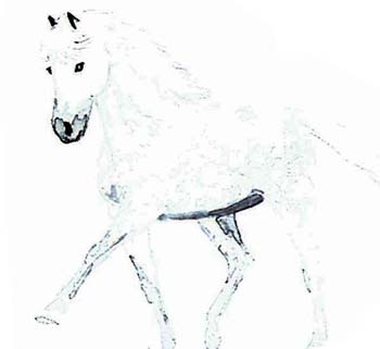 Gri-siyah at: Vücudu gri, yelesi, kuyruğu ve ayakları siyah İki