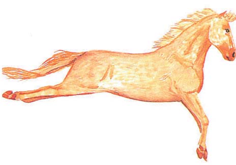 Gri at: Vücudu, yelesi, kuyruğu ve ayakları siyah ve beyaz karışık