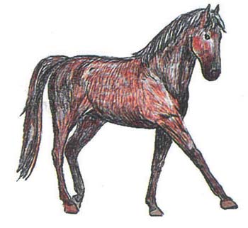 çeşidi vardır: İki ayrı renkten oluşan at cinsinin bir çeşidi