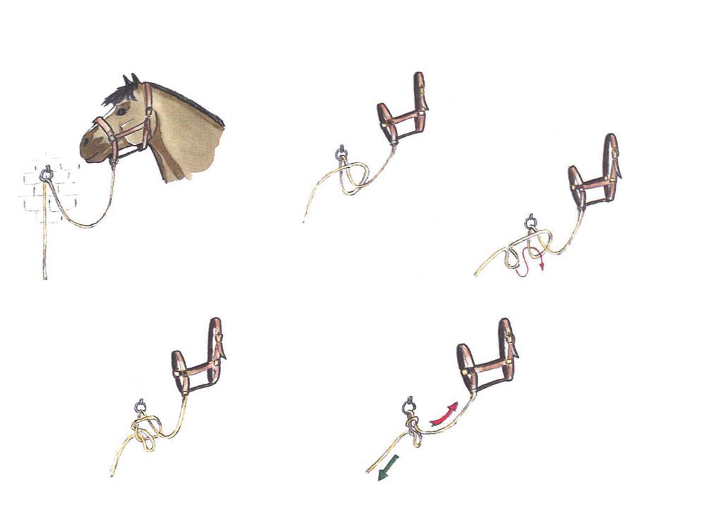 1 Atı Bağlamak Atınızı bağlarken, 2- Binici düğümü yapın 3- Daha sonra ikinci düğümü yapın 1- Yular ipini halkadan
