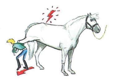 - Atın çalışmadan sonra tımar edilmesi, çalışma sırasında yaralanıp yaralanmadığını kontrol etmeye, bakımını yapmaya ve atınızı temizlemeyi amaçlar.