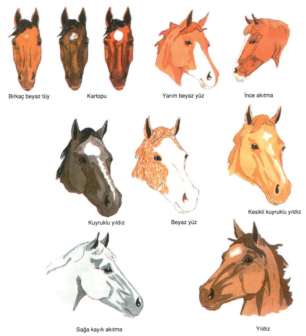 2 ATIN BAŞINDAKİ AKITMALAR Atın alnı üzerinde bulunan farklı renklere Akıtma denir. Akıtmalar boyutlarına, şekillerine ve yerlerine göre adlandırılırlar.