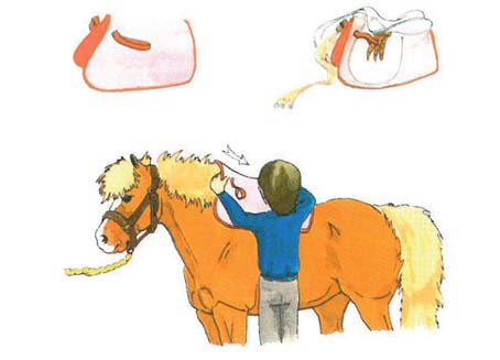 Eyer Altlığı Yerleştirmek: Eyer altlığı, atın cidago kemiğini ve sırtını eyerden doğabilecek sürtünmelerden korur.