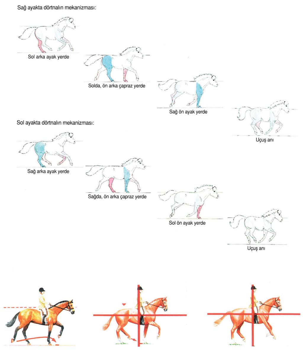 3 Dörtnal Dörtnal, en hızlı yürüme şeklidir. Dörtnalın hızı, bir at için saatte yaklaşık 20-30 km dir. Yarış atı saatte yaklaşık 60 km koşar.