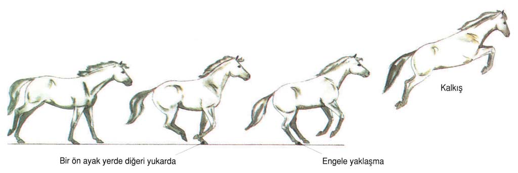 3 ATLAMA Engel ne çeşit olursa olsun, at veya pony, atlamayı birçok evreye ayırır.