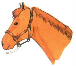 3 MALZEMELERİN AYARLANMASI Atınızın malzemeleri, boyuna uygun olmalı (yular, başlık, eyer ve koruyucu malz.