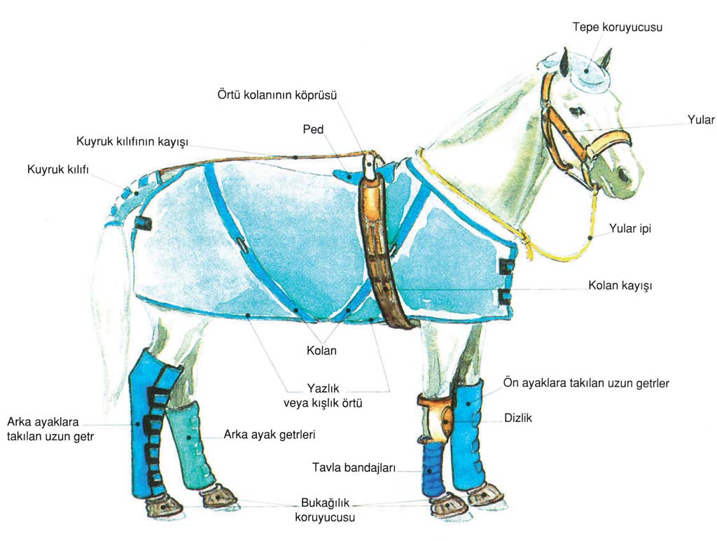 4 AT TAŞIMA İÇİN KULLANILAN GÜVENLİK MALZEMELERİ Taşıma sırasında, atınızın yaralanmasını önlemek amacıyla takılan güvenlik malzemeleridir.