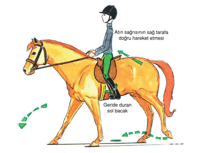 4 SAĞRININ HAREKETİ Atınızın sağrısını hareket ettirmesini sağlamak için, iki bacağınızı kullanmanız gerekir: - Bir ayağınız kolan hizasında, atınızın