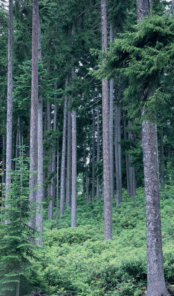 DOĞU LADİNİ Picea orientalis (L) Link. (Pinaceae) Doğu ladini Kafkasya da ve Türkiye de bulunur.