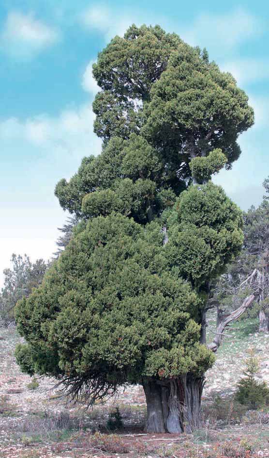 ARDIÇ Juniperus sp. (Cupressaceae) Ülkemizde bulunan Ardıçlar botanik özelliklerine göre oxycedrus ve sa bi na ad lı 2 sek si yo na ay rı lır.