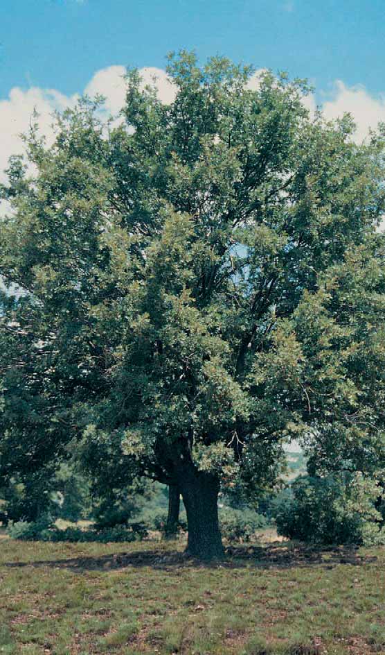 MEŞE Quercus sp. (Fagaceae) Ülkemizin hemen her bölgesinde türlerine bağlı olarak yayılış gösterir.