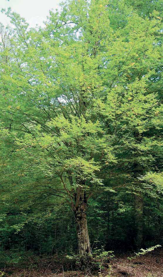 GÜRGEN Carpinus sp. (Betulaceae) Ülkemizde iki türü doğal olarak bulunmaktadır. Carpinus betulus L. (Adi Gür gen) Carpinus orientalis Mill.