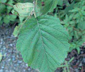 alt türü vardır; Alnus glutinosa subsp. glutinosa (Adi Kızılağaç) Alnus glutinosa subsp. barbata (Sa kal lı Kı zı la ğaç) Alnus glutinosa subsp.