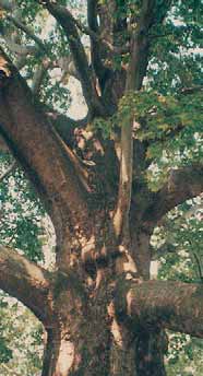 20-30 m ye ka dar boy la na bi len, 5-6 m çap ya pan, yüz ler ce yıl ya şayan ulu ağaç lar dır.