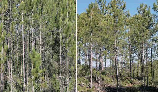 Ormanların ihtiyaç duyduğu bakım çalışmalarının biran önce başlatılıp bitirilmesi ve lif-yonga sektörünün odun hammadde ihtiyacının karşılana bilmesi için, bir plan dahilinde, Orman Genel