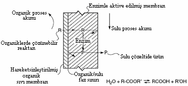 Membrane Processes Şekil 16. Hem temas aracı, hem de ayırıcı engel işlevi gören MR uygulaması [32] Şekil 16 da gösterilen MR de kimyasal reaksiyon ve ayırma adımı aynı membranı kullanır.