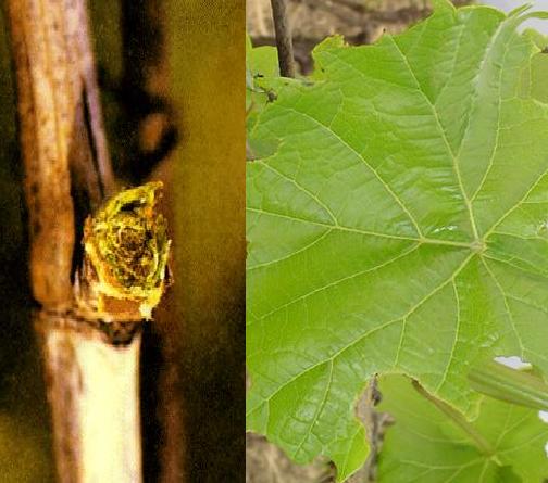 Bağ Maymuncuğu Zararı 3-Bağ Yaprak Uyuzu (Eriophyes vitis) Belirtileri: Kışı ergin halde korunaklı yerlerde geçirir. Çok küçük boyutta olup gözle görülmezler.