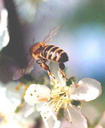 İşçi arılar ana arı ve erkek arıdan kısadır Kanatları karınlarını örtmektedir. İŞÇİ ARI VE GÖREVLERİ İşçi arılar döllenmiş yumurtadan meydana gelirler. Bir kolonide kışın 10.000-20.