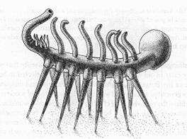 Bundan yaklaşık 400 milyon yıl önce "Đletim Demetli Bitkiler" evrimleşti; "Kemikli Balıklar" çeşitlendi, "Đlk Amfibi" oluştu,