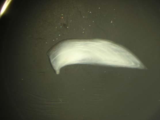 Eğirdir Gölü nden yakalanan balığa ait belirgin sirkuluslar ile annulusların