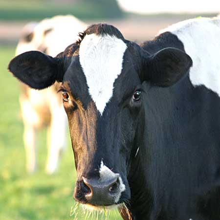 Propiyonik Asit «Doğum sonrasında 42. güne kadar 100 gr sodyum propiyonat verilen süt sığırlarının, 0-42 günler arası süt veriminin artarken kan keton cisim miktarının düşük olduğu saptanmıştır.