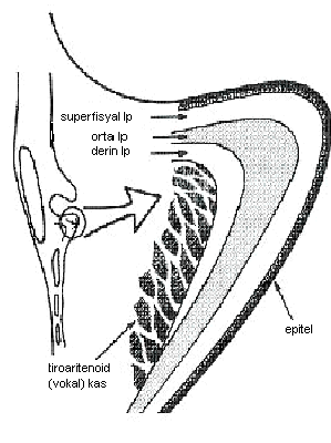 Şekil 2 : Hirano nun örtücü katman - vücut kompleksi kavramına göre şematize edilmiş insan vokal kordu kesiti (lp : lamina propria) Her bölümün farklı içeriği ve fiziksel yapısı vardır.