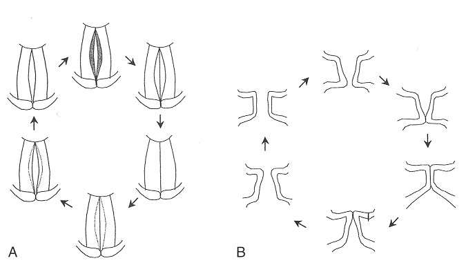 Şekil 3: Glottik siklusta, mukozal vibrasyonun (A) horizontal planda medialden laterale doğru, (B) vertikal planda inferiordan superiora doğru hareketi.