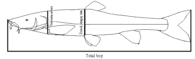Tür tespiti yapılan balıkların vücut ağırlıkları, total boyları, solungaç kapaklarının arkasından (GA) ve vücut yüksekliklerinin en fazla olduğu dorsal yüzgeç